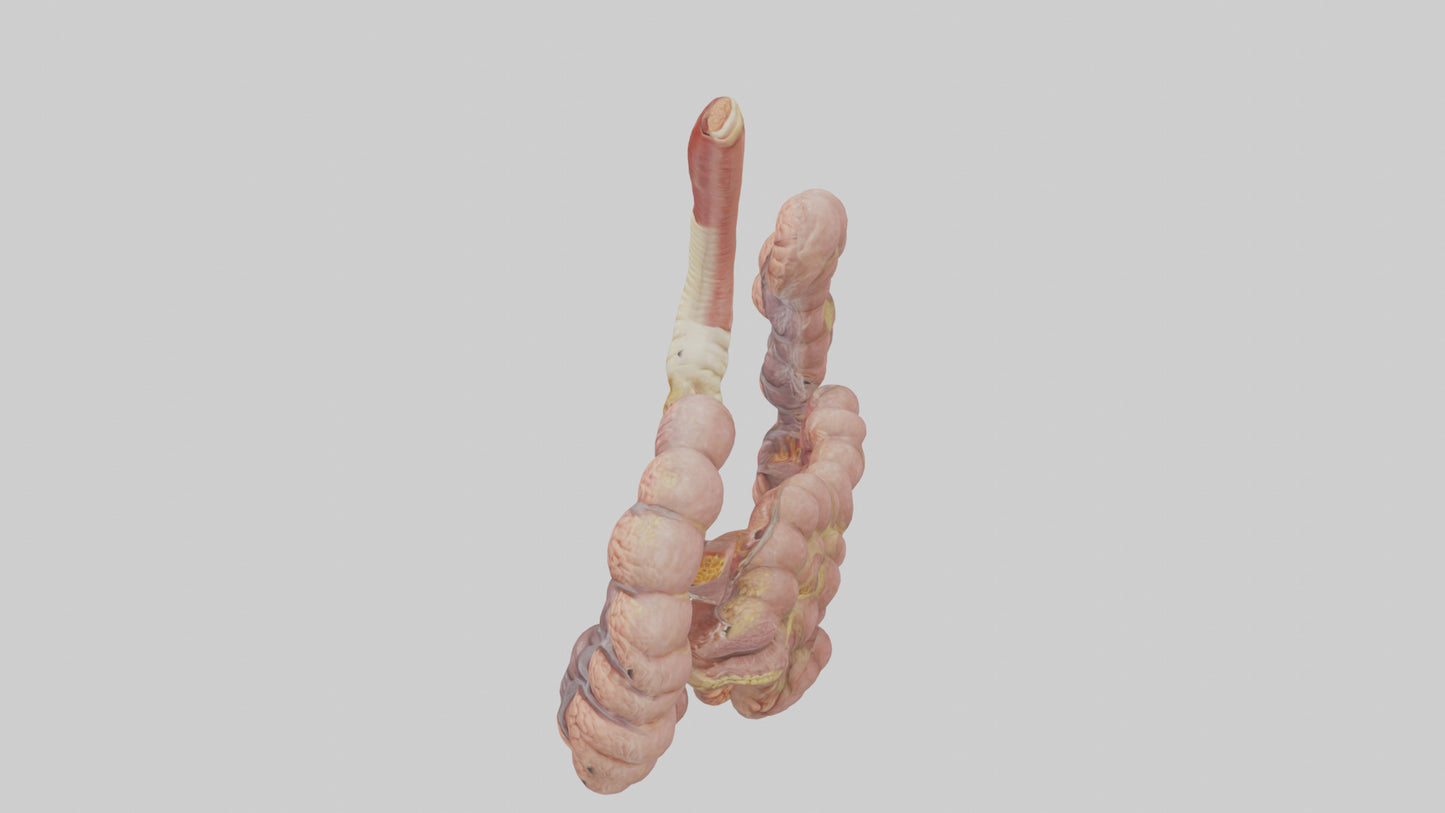 3D model Human Duodenum and Jejunum Model VR / AR / low-poly