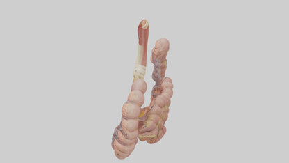 3D model Human Duodenum and Jejunum Model VR / AR / low-poly