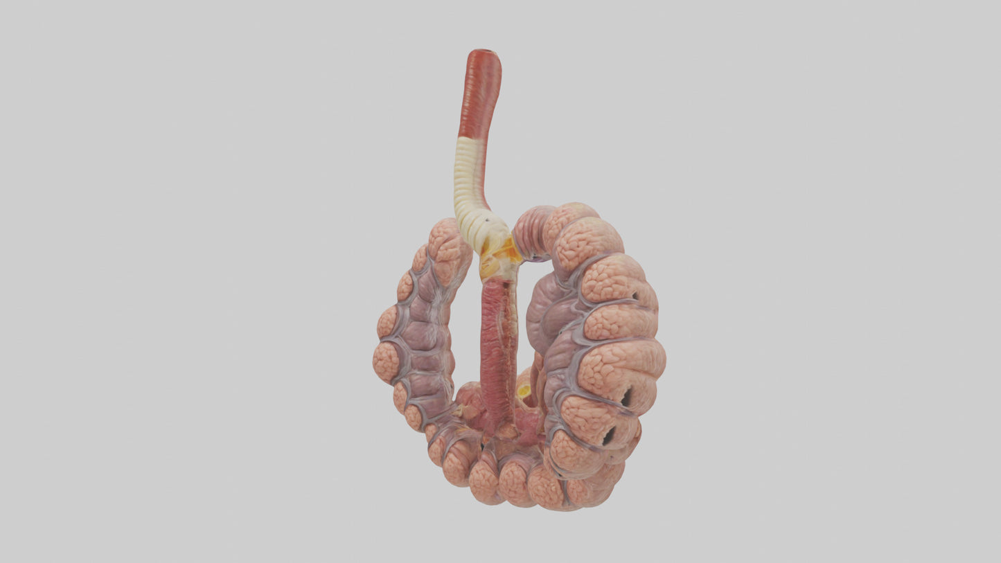 3D model Human Duodenum and Jejunum Model VR / AR / low-poly