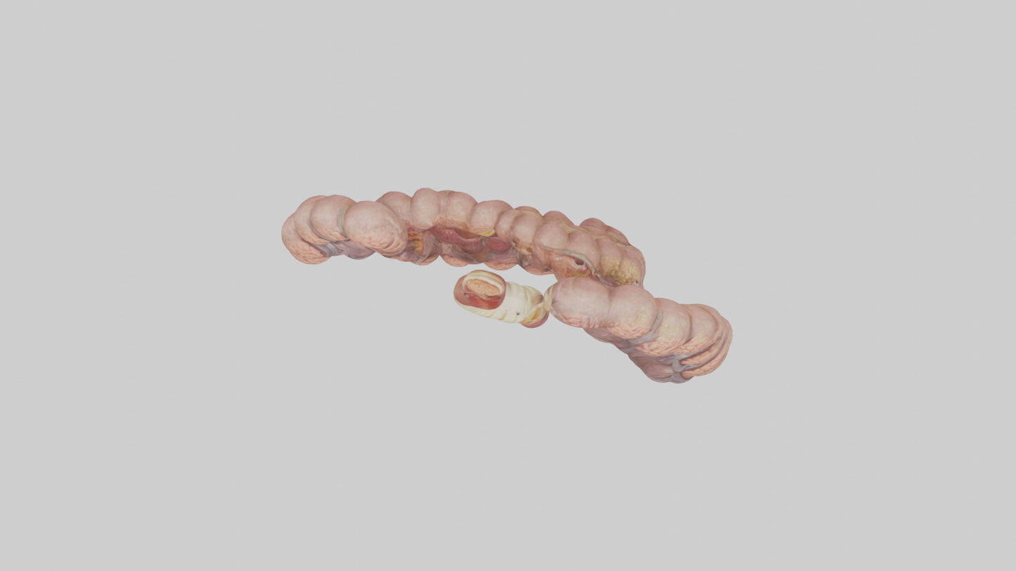 3D model Human Duodenum and Jejunum Model VR / AR / low-poly