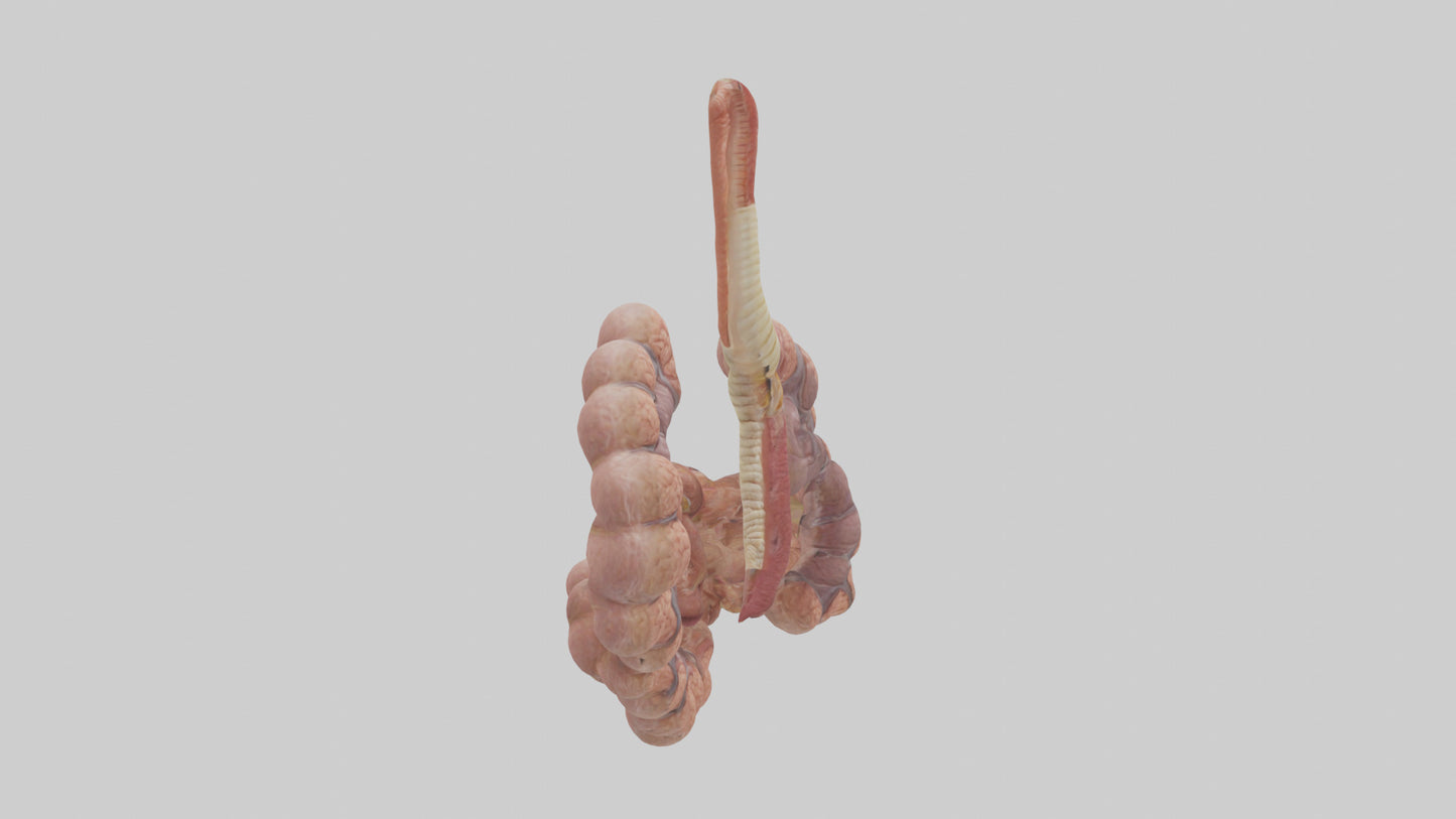 3D model Human Duodenum and Jejunum Model VR / AR / low-poly