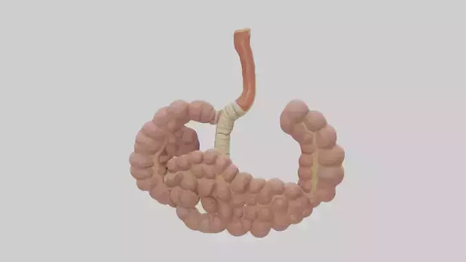 3D model Human Duodenum and Jejunum Model VR / AR / low-poly