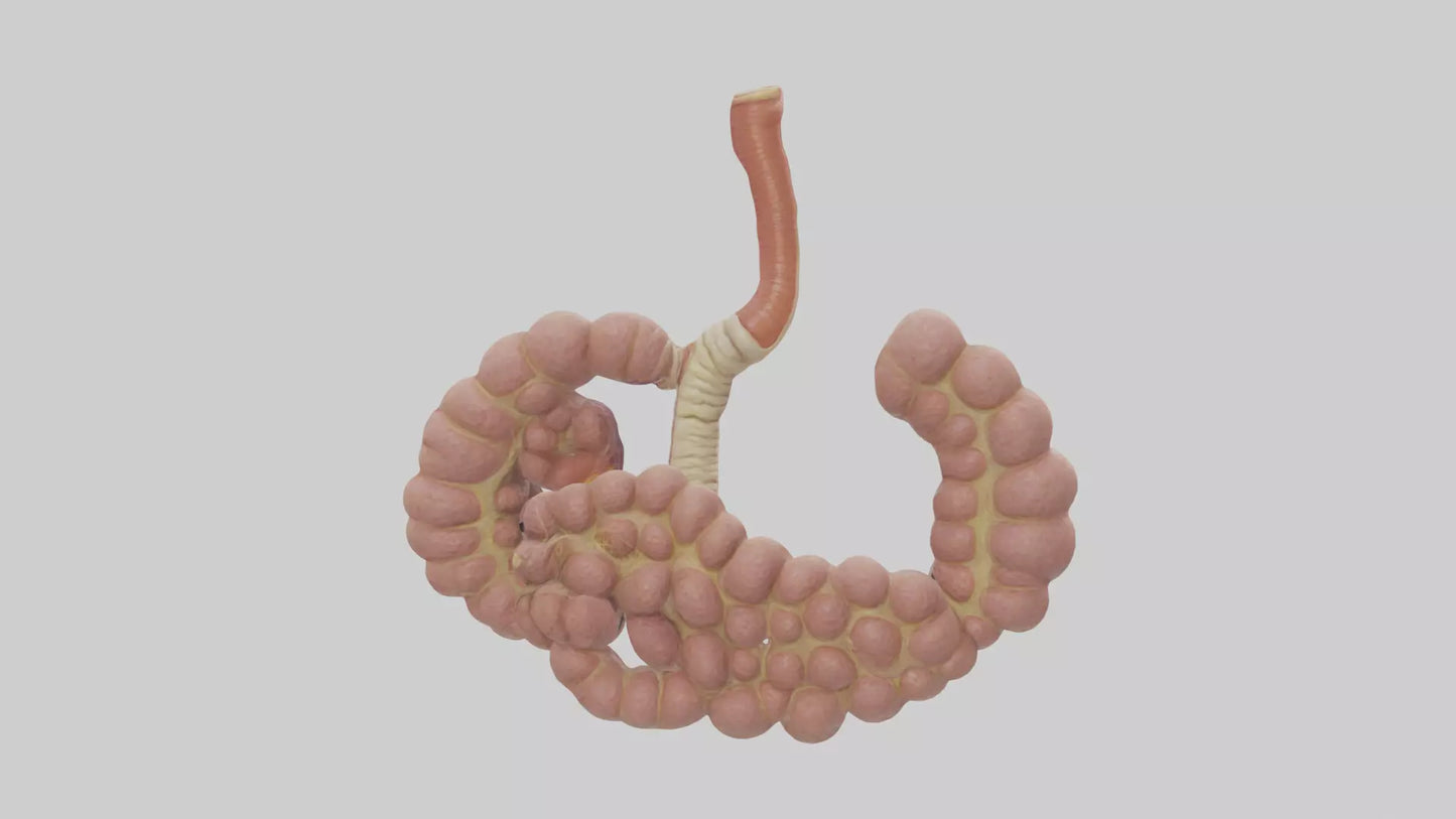 3D model Human Duodenum and Jejunum Model VR / AR / low-poly
