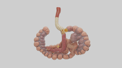 3D model Human Duodenum and Jejunum Model VR / AR / low-poly