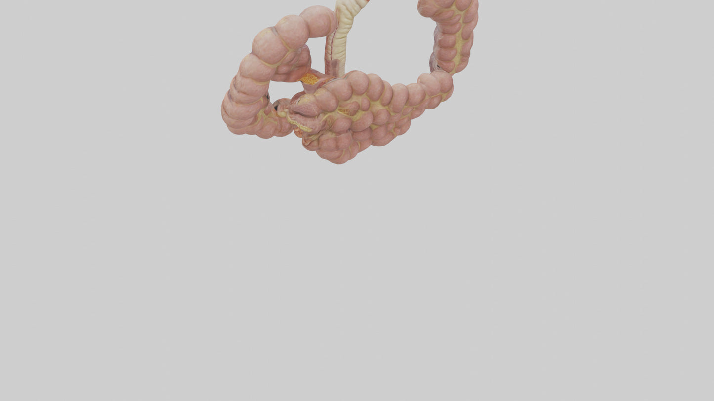 3D model Human Duodenum and Jejunum Model VR / AR / low-poly