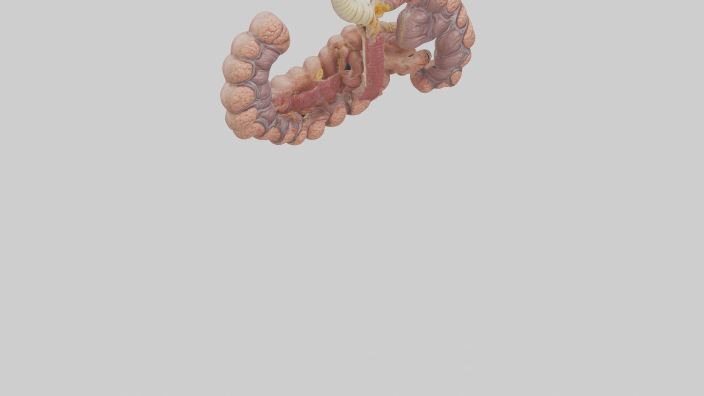 3D model Human Duodenum and Jejunum Model VR / AR / low-poly
