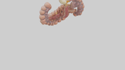 3D model Human Duodenum and Jejunum Model VR / AR / low-poly