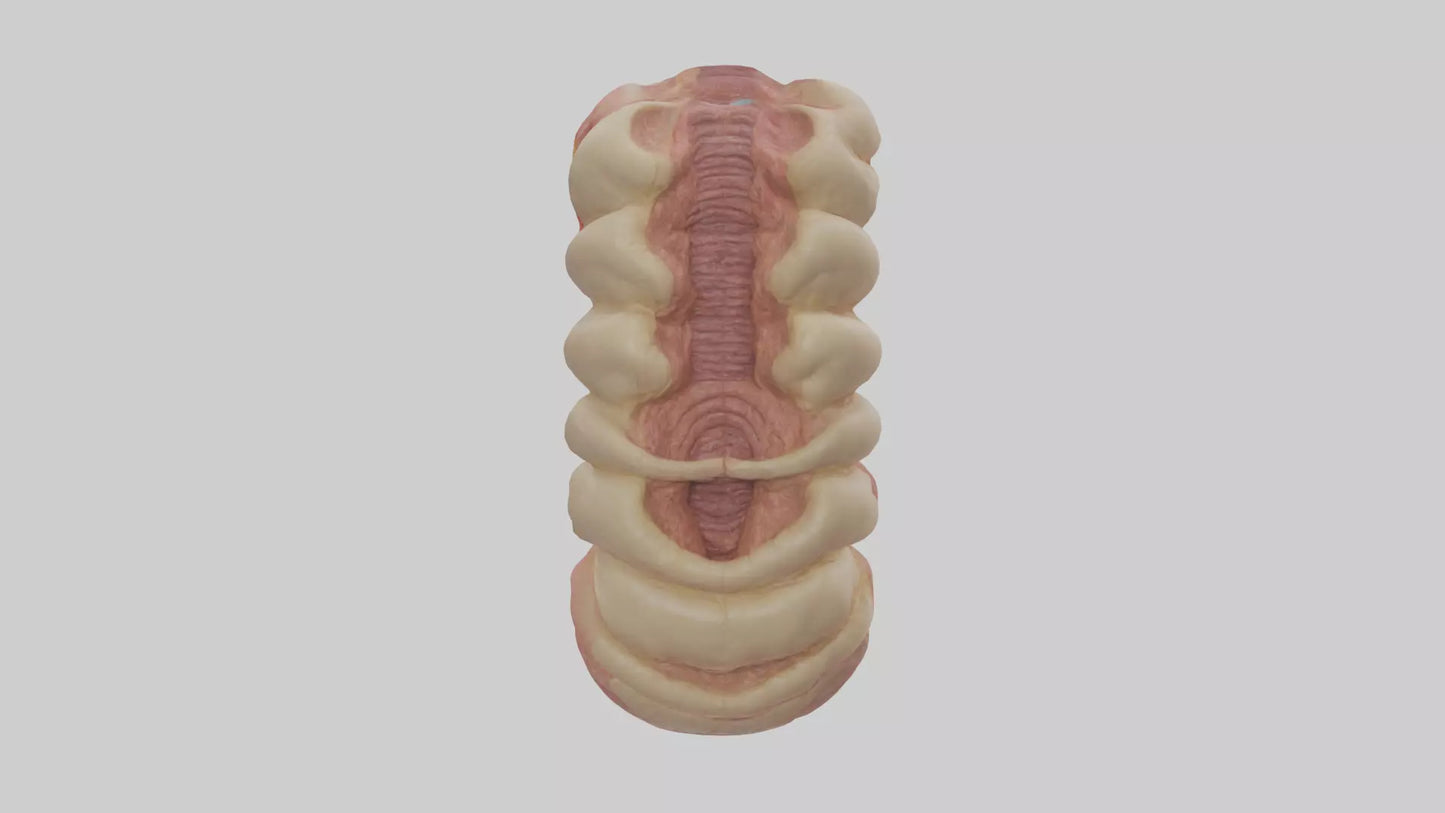 3D model Human Duodenum Model VR / AR / low-poly