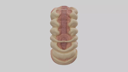 3D model Human Duodenum Model VR / AR / low-poly