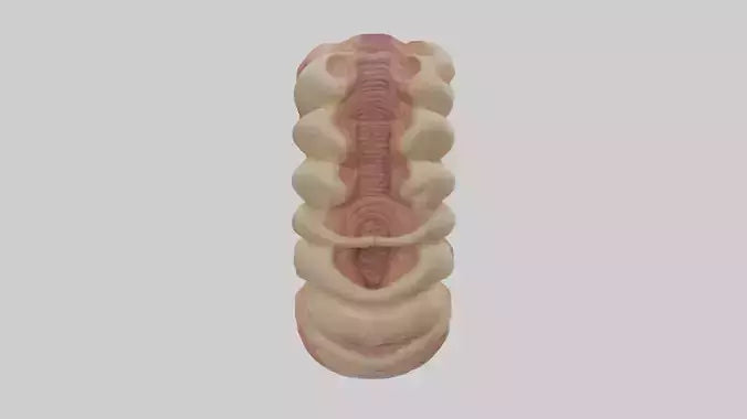 3D model Human Duodenum Model VR / AR / low-poly