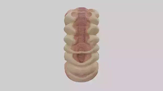 3D model Human Duodenum Model VR / AR / low-poly