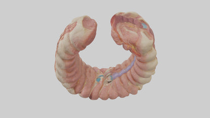 3D model Human Duodenum Model VR / AR / low-poly