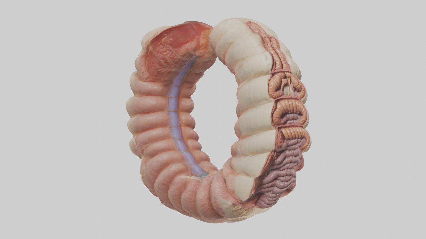 3D model Human Duodenum Model VR / AR / low-poly