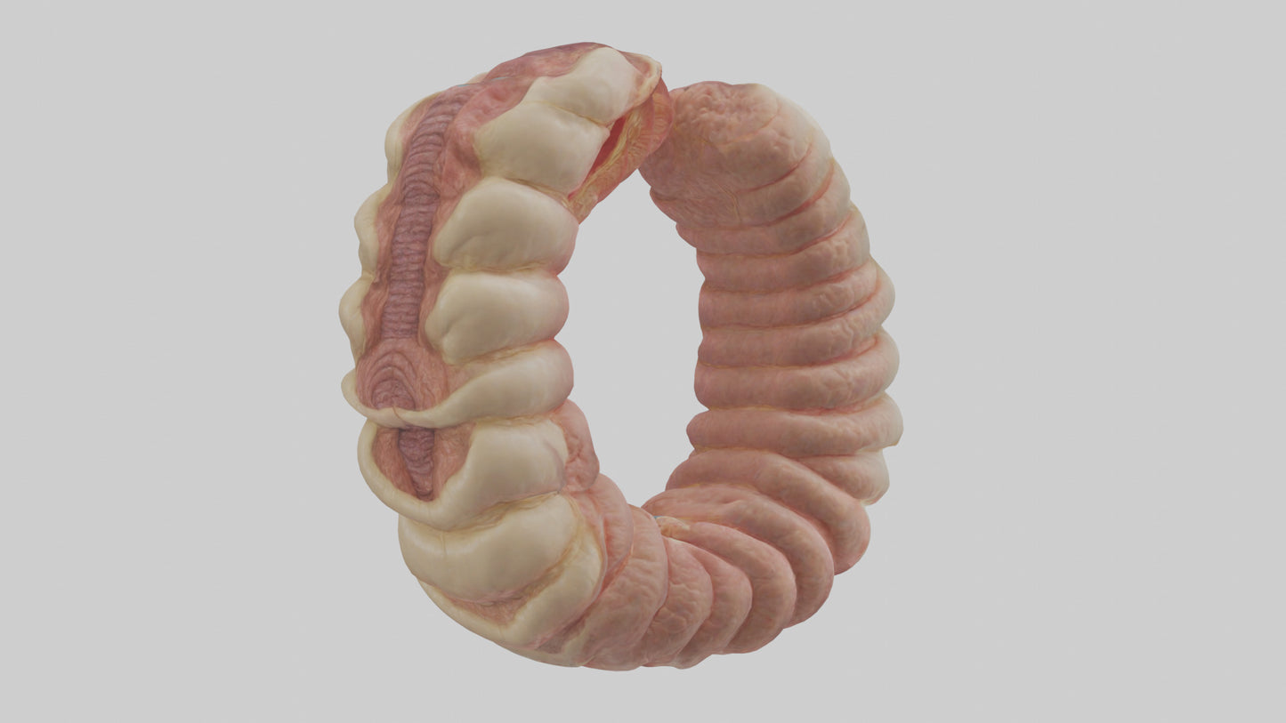 3D model Human Duodenum Model VR / AR / low-poly
