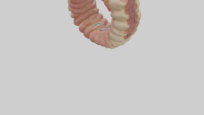 3D model Human Duodenum Model VR / AR / low-poly