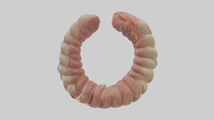 3D model Human Duodenum Model VR / AR / low-poly