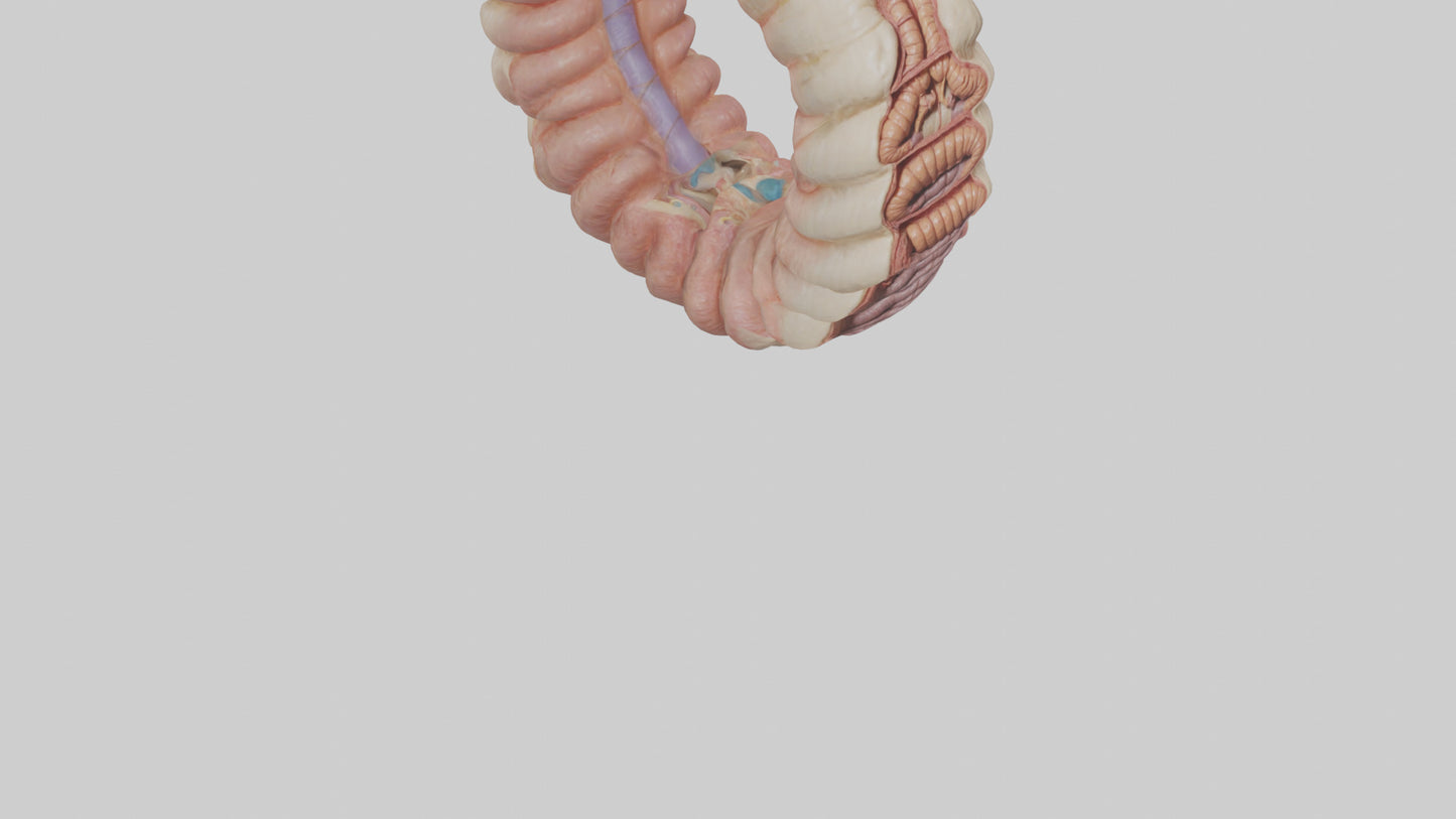 3D model Human Duodenum Model VR / AR / low-poly