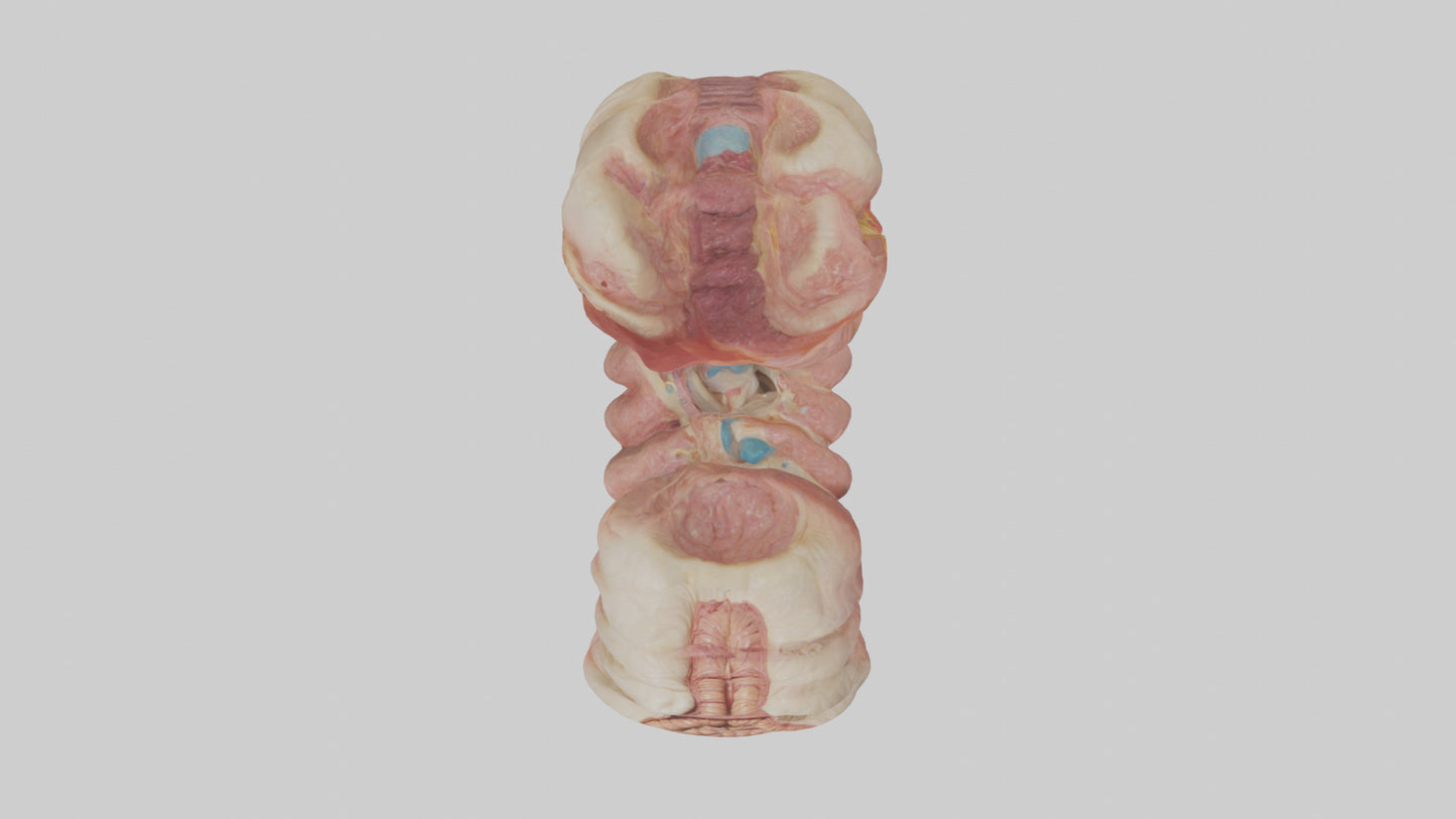 3D model Human Duodenum Model VR / AR / low-poly