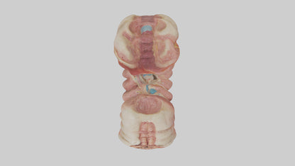 3D model Human Duodenum Model VR / AR / low-poly