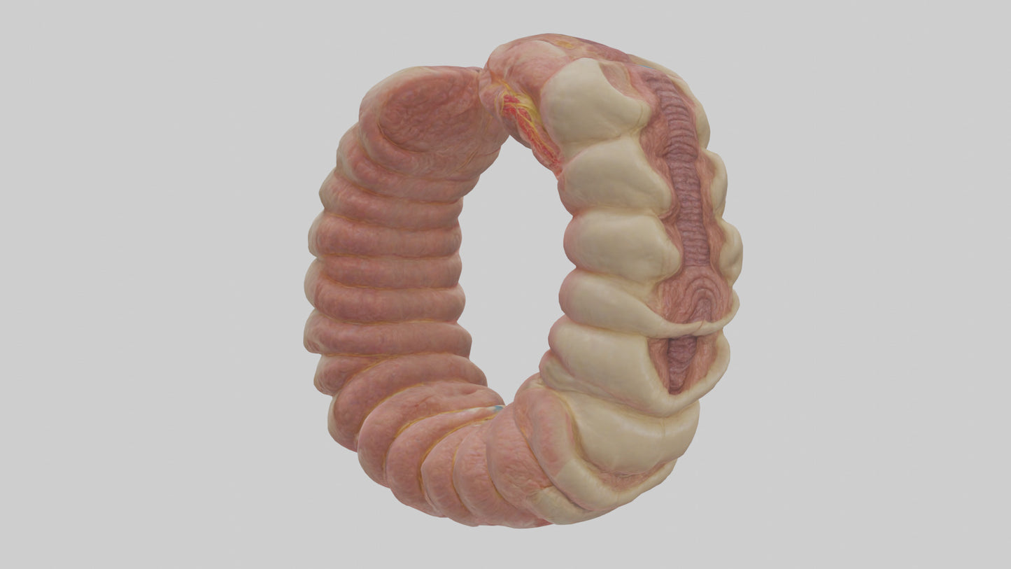 3D model Human Duodenum Model VR / AR / low-poly