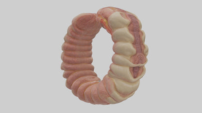 3D model Human Duodenum Model VR / AR / low-poly