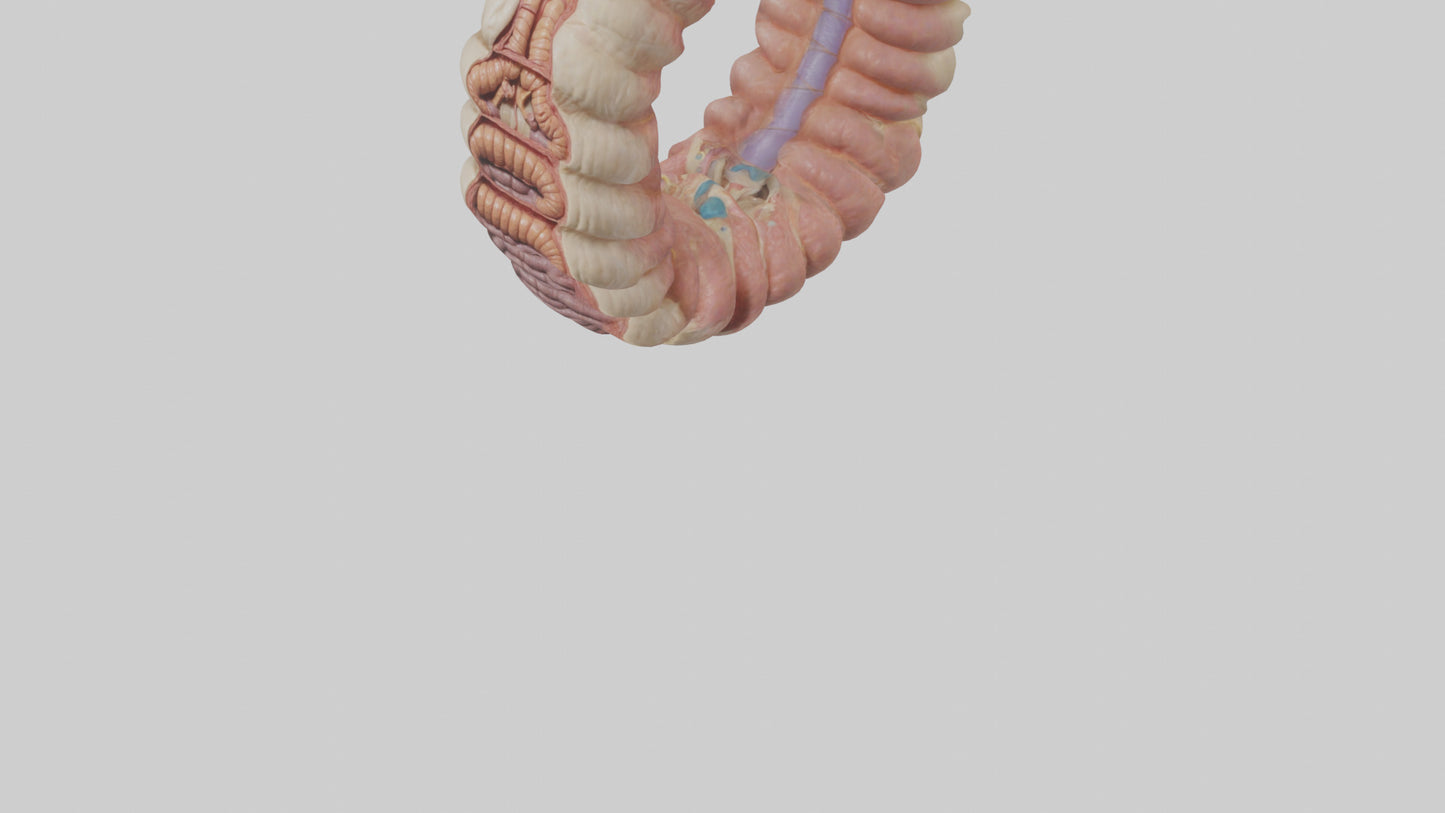 3D model Human Duodenum Model VR / AR / low-poly