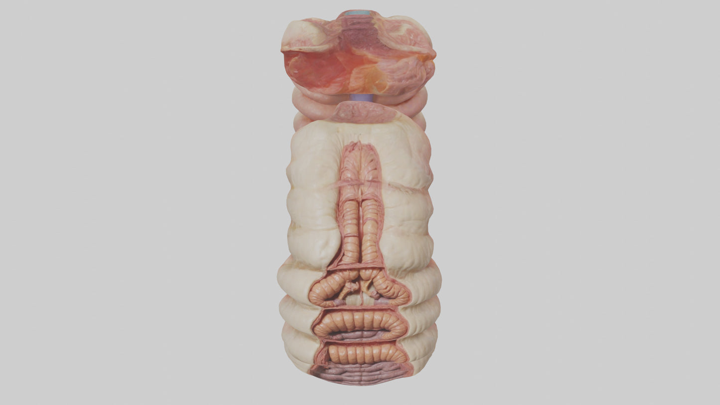 3D model Human Duodenum Model VR / AR / low-poly
