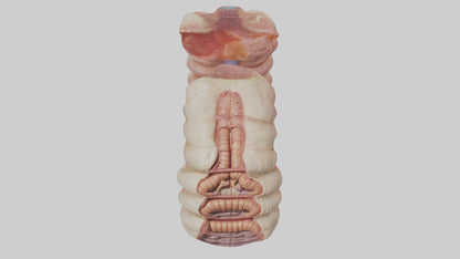 3D model Human Duodenum Model VR / AR / low-poly