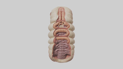 3D model Human Duodenum Model VR / AR / low-poly