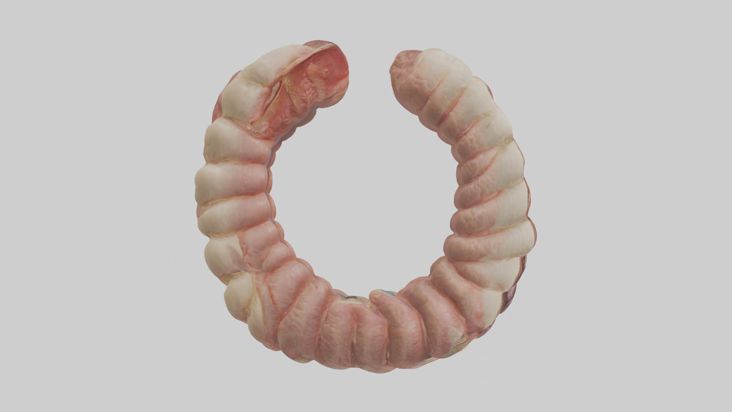 3D model Human Duodenum Model VR / AR / low-poly