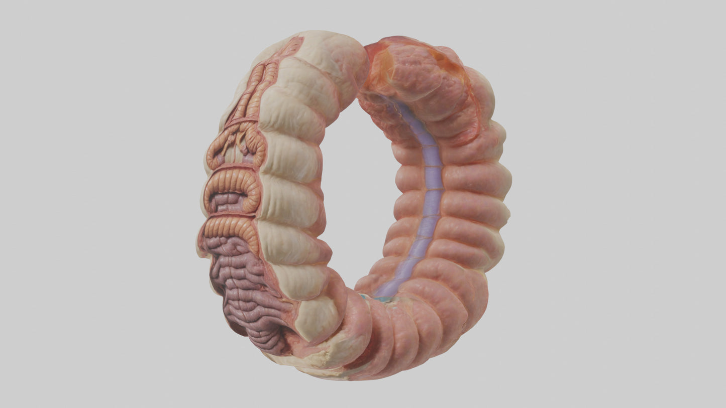 3D model Human Duodenum Model VR / AR / low-poly