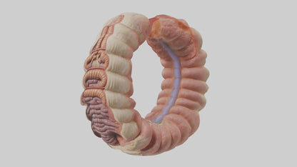 3D model Human Duodenum Model VR / AR / low-poly