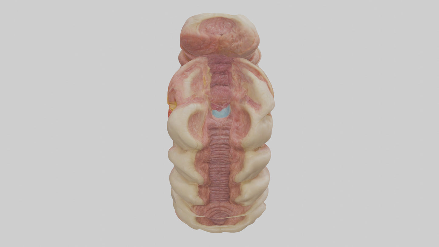 3D model Human Duodenum Model VR / AR / low-poly