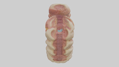 3D model Human Duodenum Model VR / AR / low-poly
