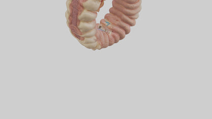 3D model Human Duodenum Model VR / AR / low-poly