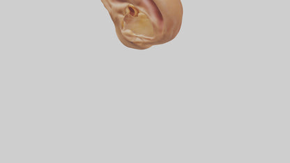 3D model Human Ear Model VR / AR / low-poly