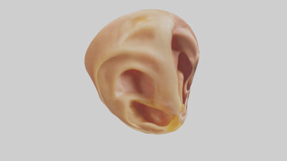 3D model Human Ear Model VR / AR / low-poly