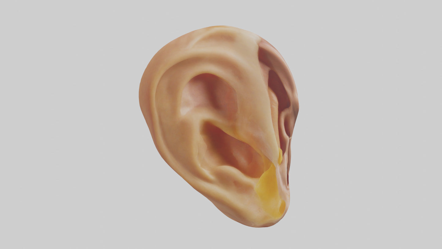 3D model Human Ear Model VR / AR / low-poly