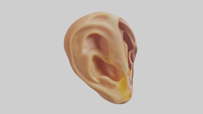 3D model Human Ear Model VR / AR / low-poly