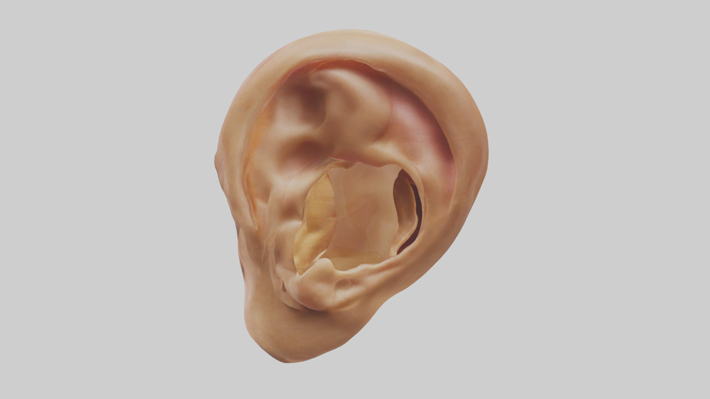 3D model Human Ear Model VR / AR / low-poly