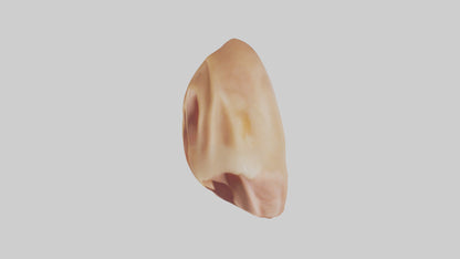 3D model Human Ear Model VR / AR / low-poly