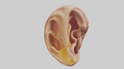 3D model Human Ear Model VR / AR / low-poly