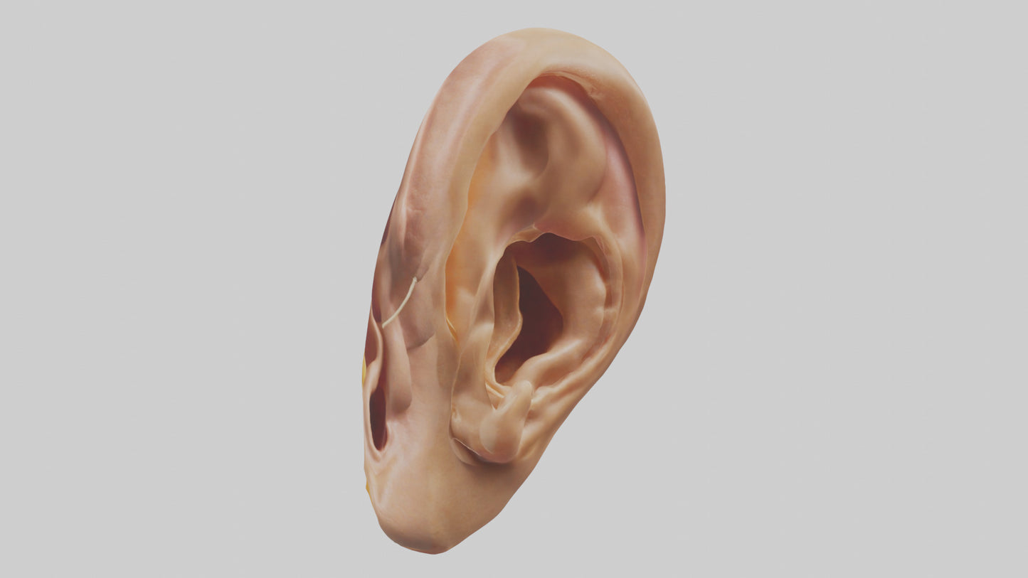 3D model Human Ear Model VR / AR / low-poly