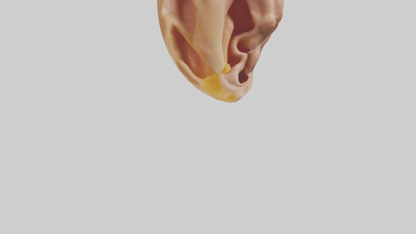 3D model Human Ear Model VR / AR / low-poly
