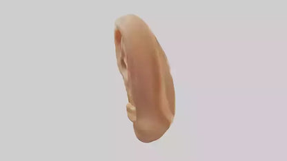 3D model Human Ear Model VR / AR / low-poly