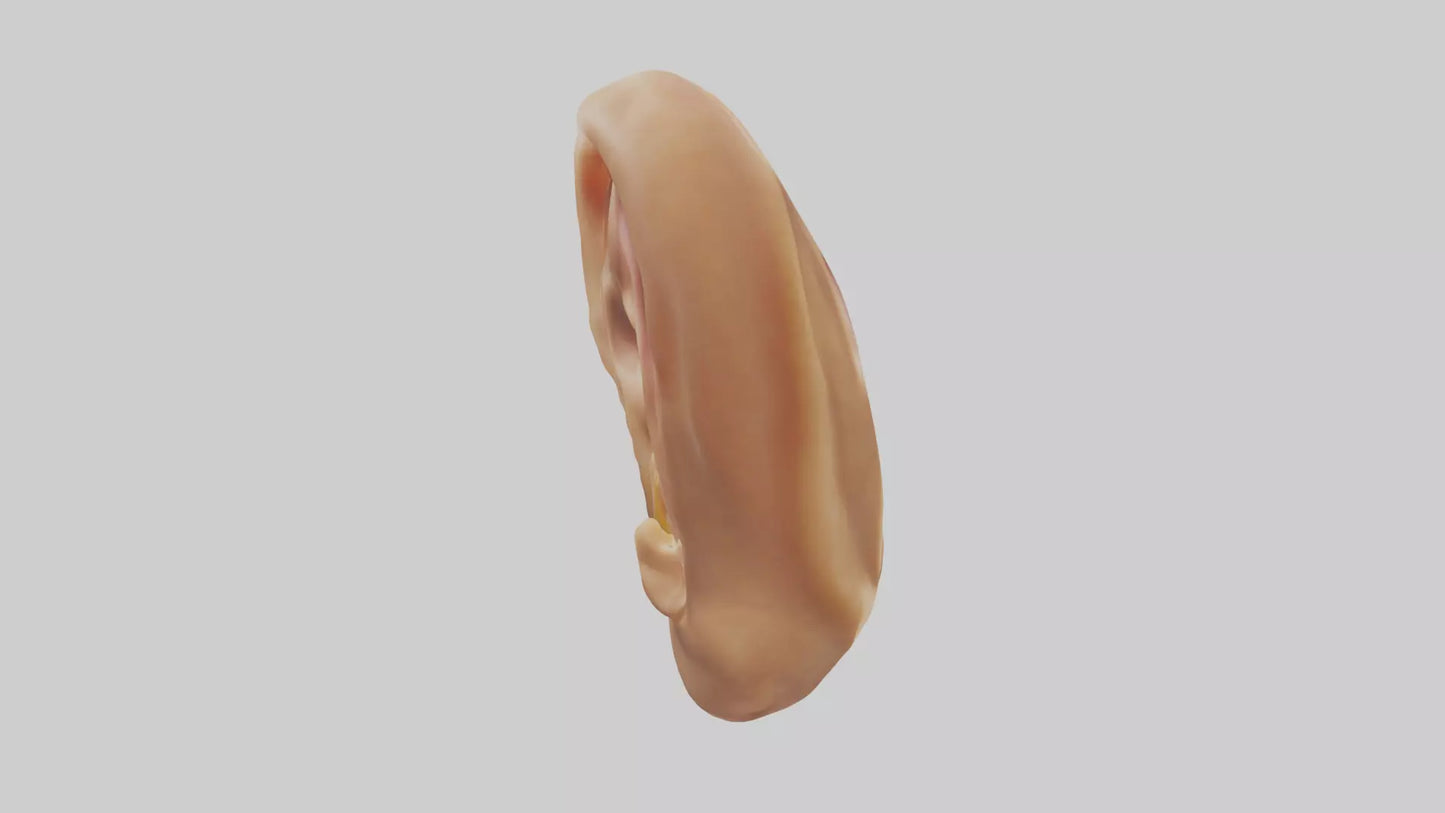 3D model Human Ear Model VR / AR / low-poly