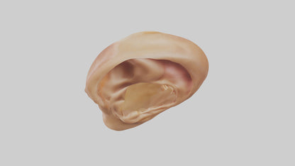 3D model Human Ear Model VR / AR / low-poly