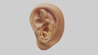 3D model Human Ear Model VR / AR / low-poly