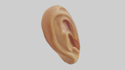 3D model Human Ear Model VR / AR / low-poly