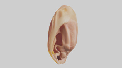3D model Human Ear Model VR / AR / low-poly